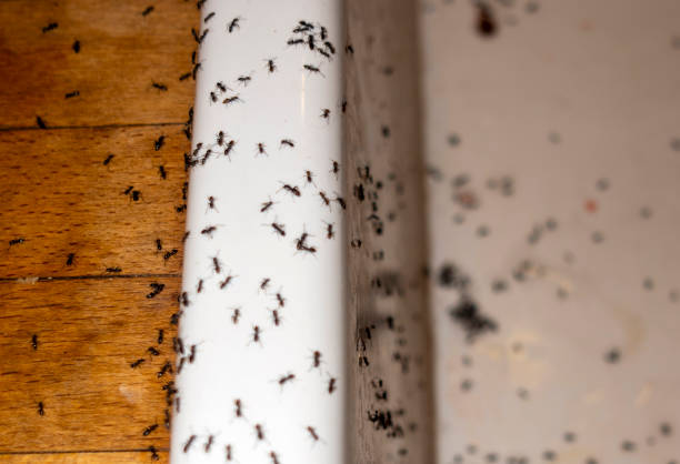 Best Pest Inspection Near Me  in West Wyoming, PA