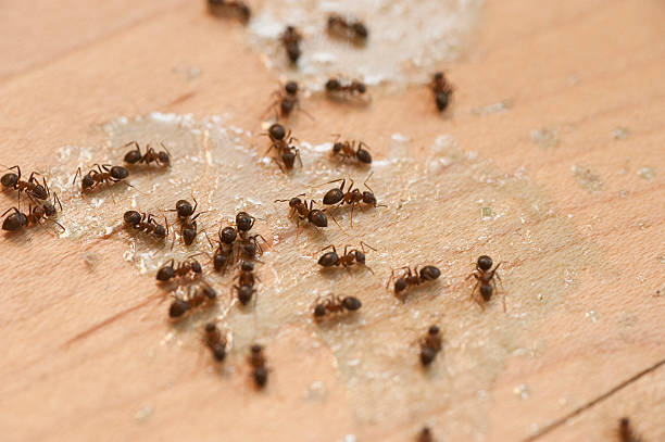  West Wyoming, PA Pest Control Pros